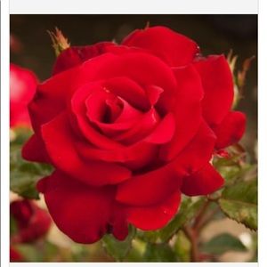 Meet your Posher, Gwendolyn